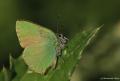 Callophrys rubi (Zümrüt)